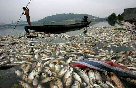 氨氮超標(biāo)有哪些危害？怎么處理氨氮超標(biāo)？-